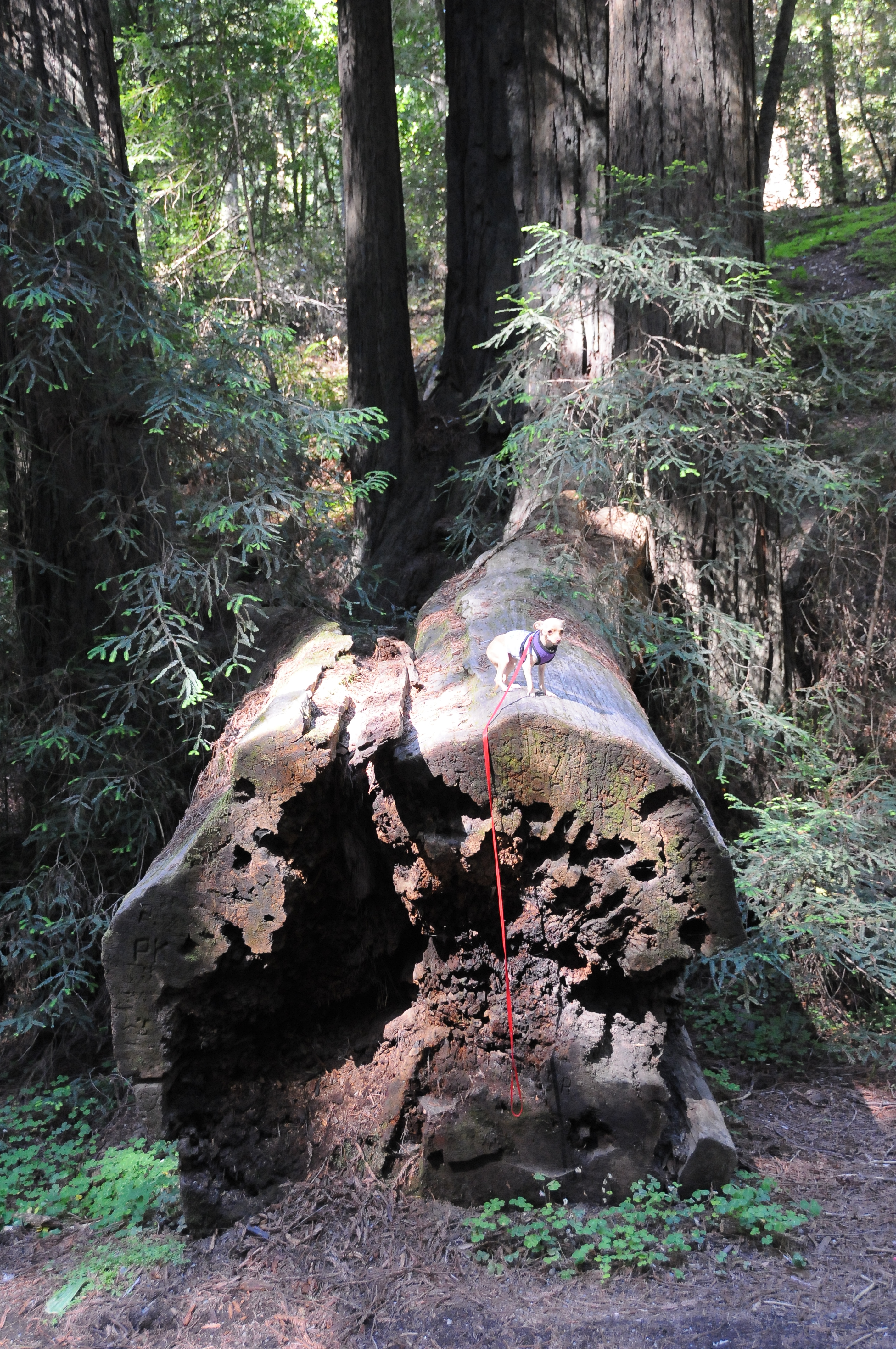 Redwoods